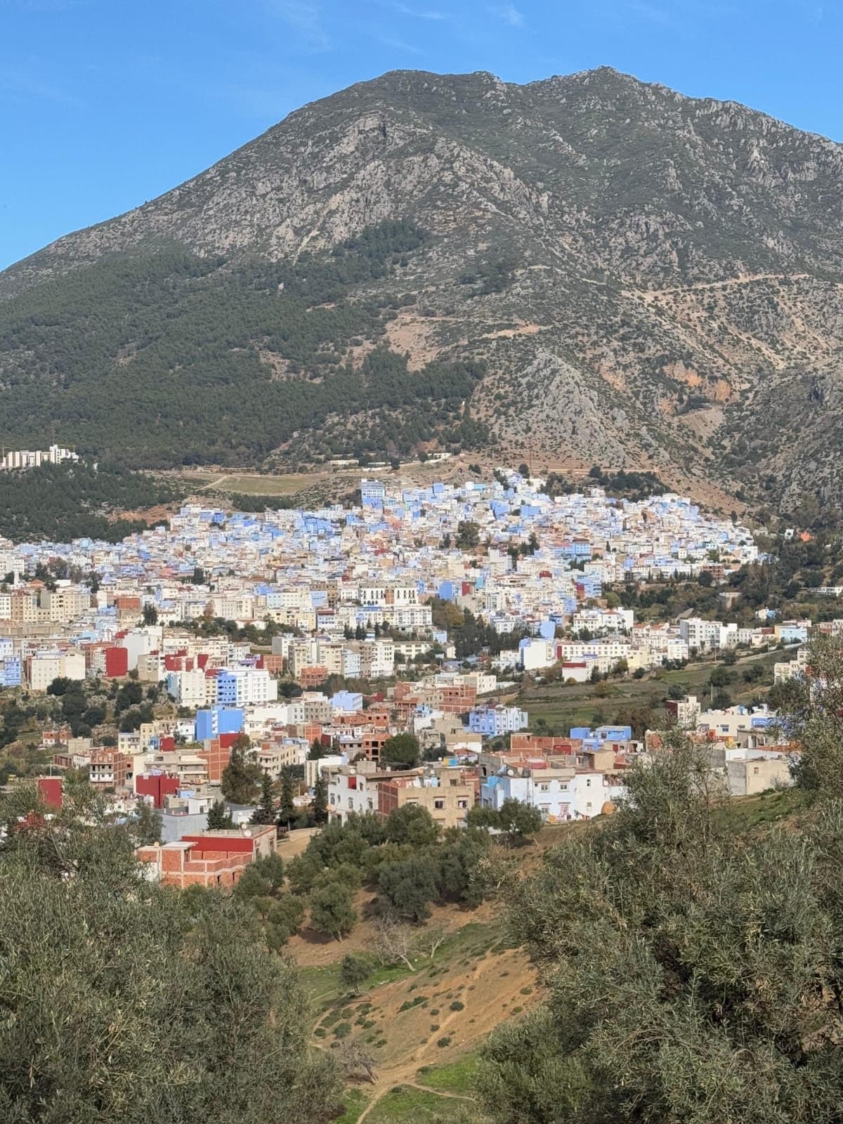 Chefchaouen met zijn blauwe en witte huizen aan de voet van een groene berg, met olijfbomen op de voorgrond