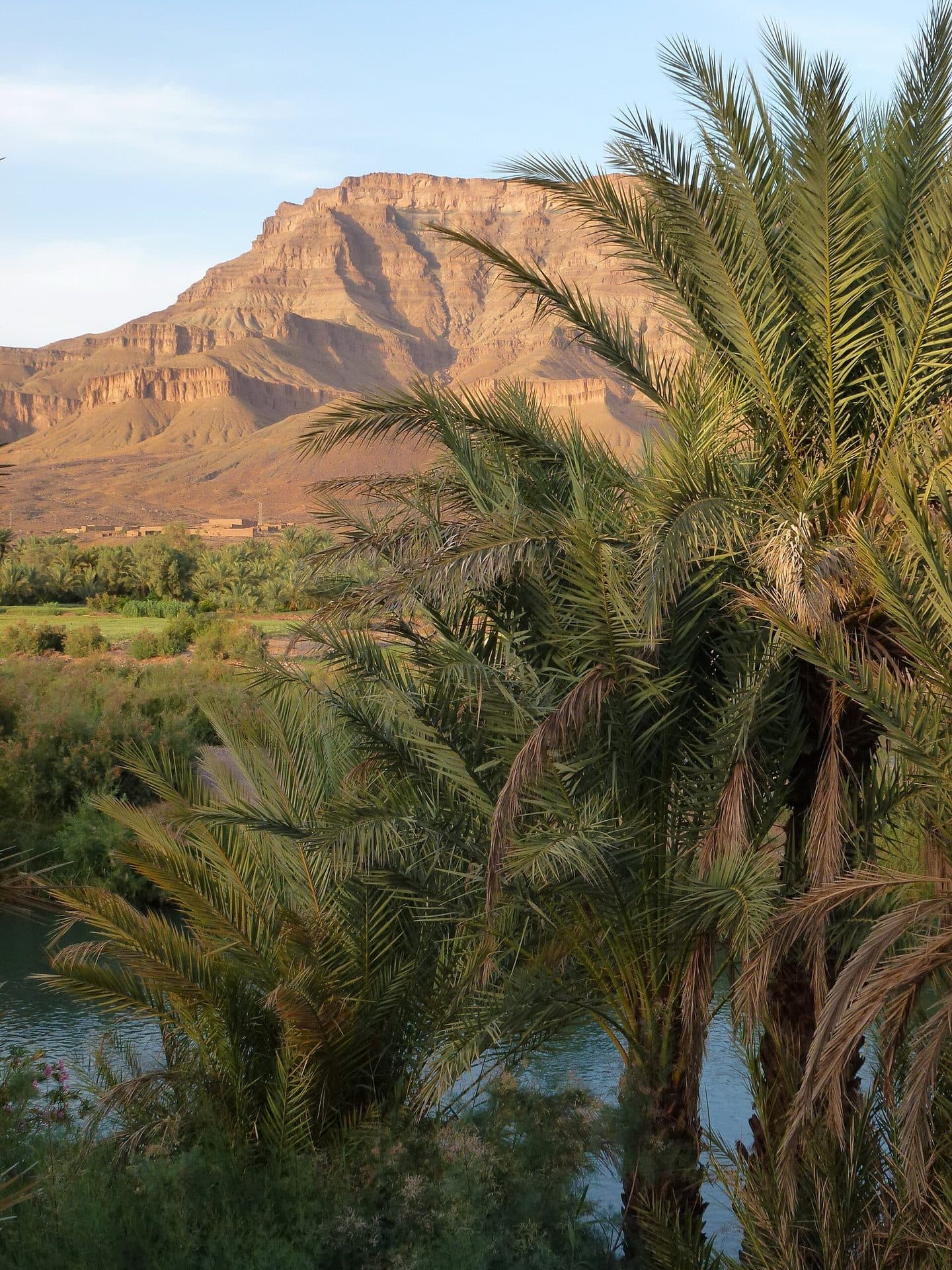 Dadelpalmen langs de rivier de Drâa, met een kale tafelberg in het avondlicht erachter