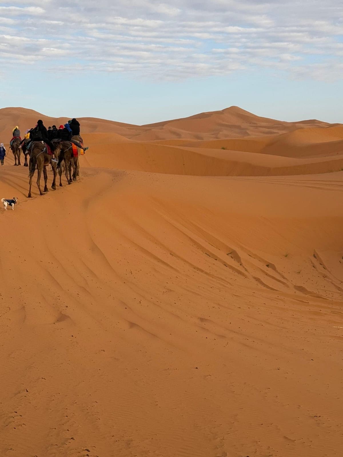 Een rij kamelen met hun begeleiders op de oranje duinen van Erg Chebbi bij Merzouga