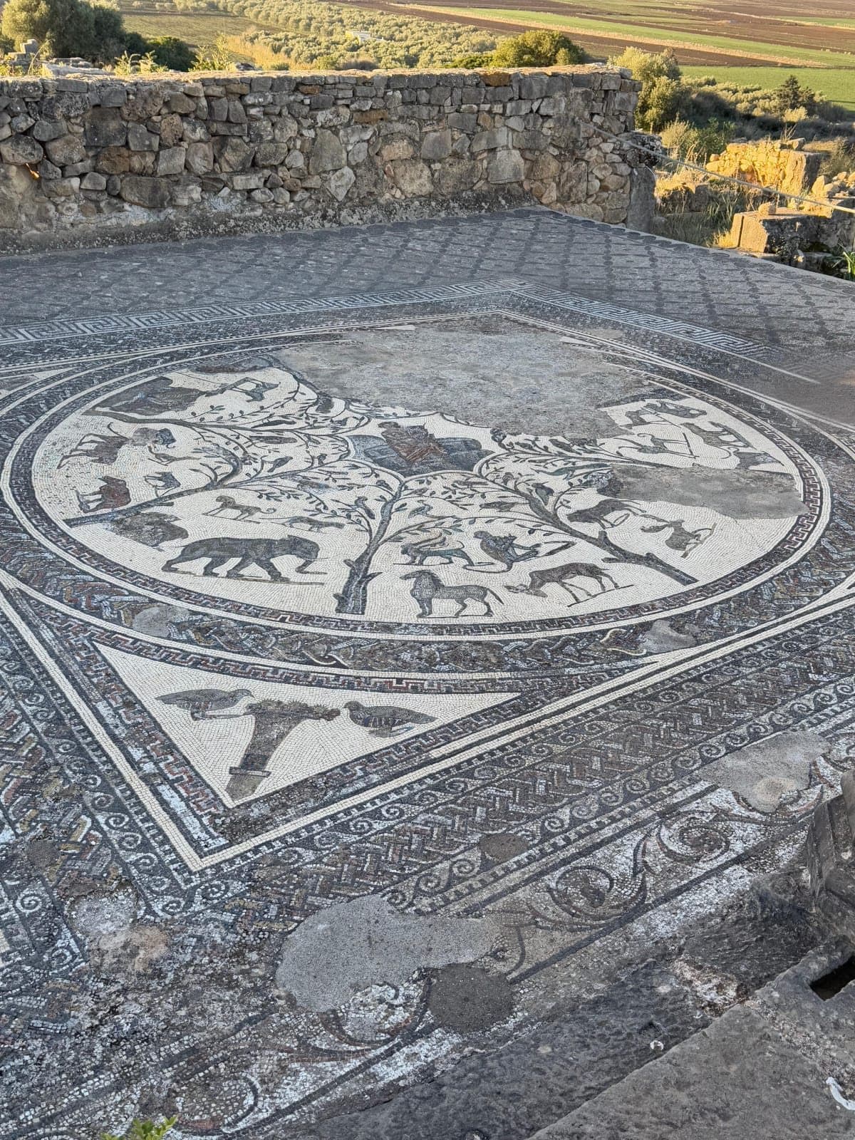 Een rond Romeins vloermozaïek met een boom en dieren, waaronder een olifant, in Volubilis